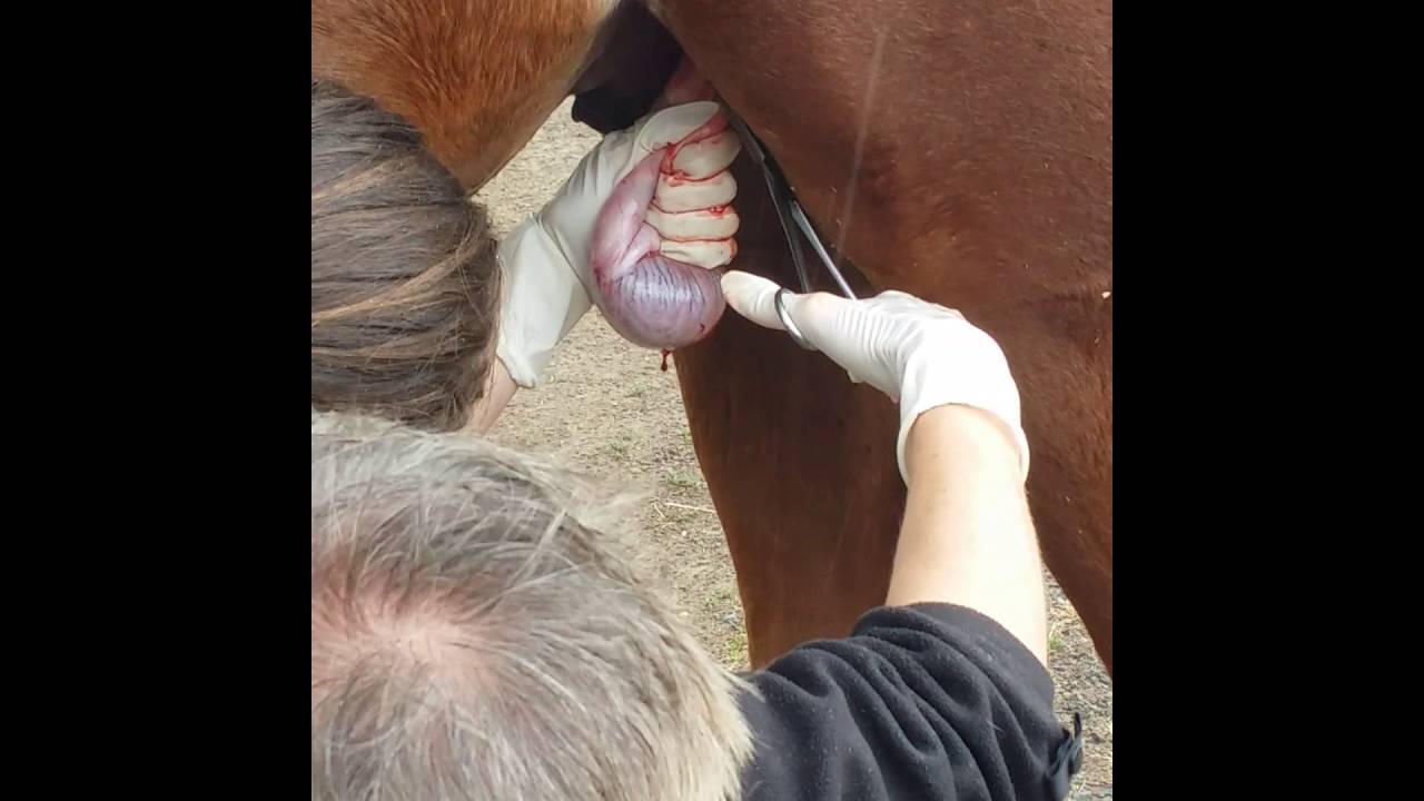 2 year old stud colt being gelded. - YouTube