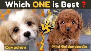 Cavachon Vs Mini Dendoodle - Comparison And Guide About Two Dog Breeds