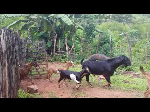 Vídeo: As Cabras De Boise Chegaram A Um Bairro Tranquilo Esta Manhã