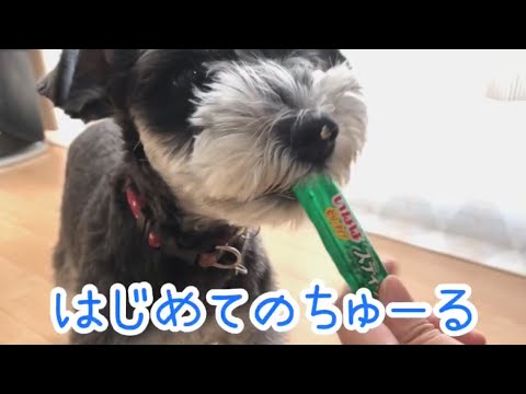 ワンちゅ〜るを初めて食べてみたシュナウザーのベア