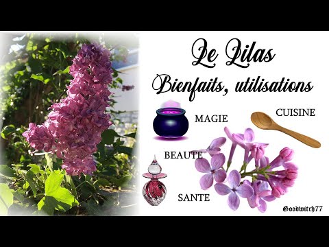 Vidéo: Lilas Commun - Propriétés Utiles, Reproduction Et Soin Des Lilas. Recettes De Lilas