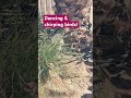 Dancing birds #birds #travel #vlog #vloglife g