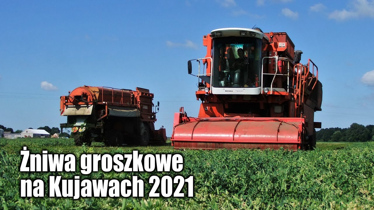 maxresdefault Żniwa groszkowe na Kujawach 2021   w polu kombajny BCMH Tech SB 9000   VIDEO