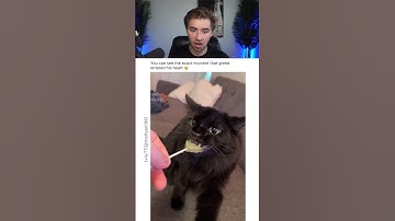 CAT TASTES CATNIP LOLLIPOP.. 😭💀