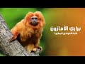 براري غابة الأمازون المطيرة | كويست عربية Quest Arabiya