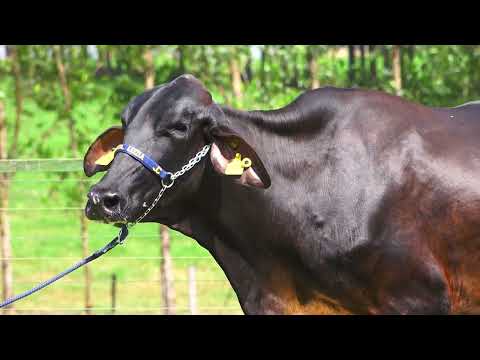 LOTE 43   LAMPARINA FIV EQUITY SANTA LUZIA   9217CG