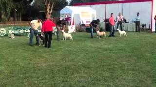 Especializada Del Bull Terrier,Perú.