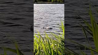 Swan dives! Ку-ку! Лебедь ныряет :) #лебеди #лебединоеозеро #лебеді #swan  #swans #nature