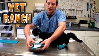Let's Fix a Kitty!