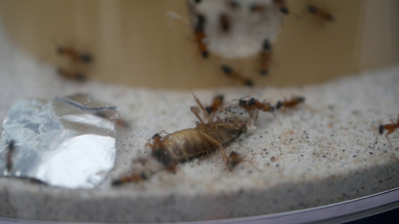 Strobe ants (Opisthopsis rufithorax) feeding on roach
