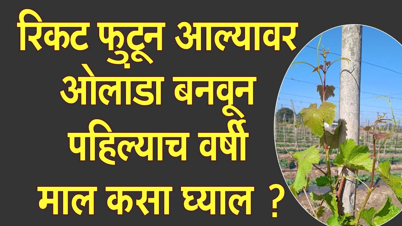 रिकट फुटून आल्यावर ओलांडा बनवून पहिल्याच वर्षी माल कसा घ्याल?।#Doctor_Kisan#grapes#farm#slurry#शेती।