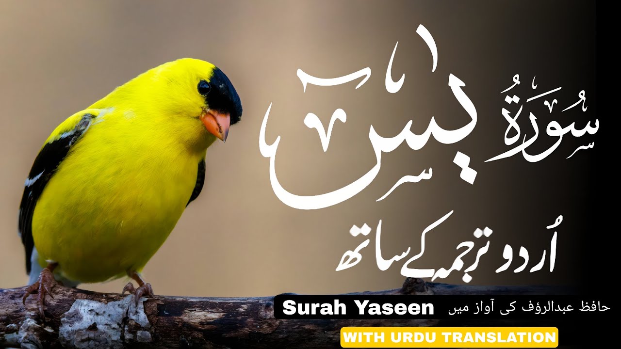 Surah Yaseen (Yasin) سورة يس | Heart-Touching Quran Recitation by Hafiz Abdulrauf| Peace & Blessings