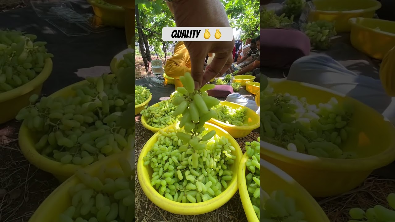 Super Sonaka Sangli Grapes 🫰🫰 Quality