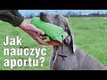 Chcesz łatwo nauczyć szczeniaka aportu?  Zapraszamy na wspólny trening z drużyną GoHunters!