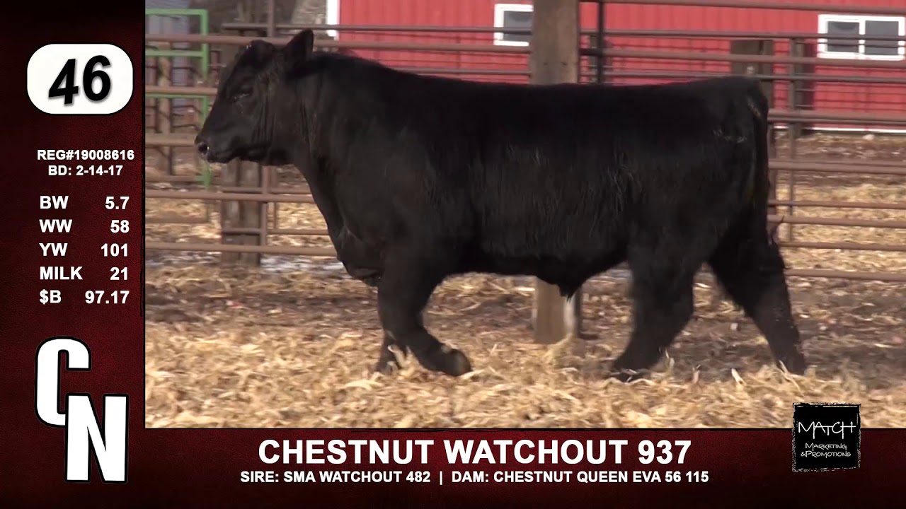 2018 Chestnut Angus Lot - 46