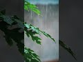 Heavy Rain on Papaya Leaves - Calming Nature ASMR #shortvideo #natureambience #shortsfeed