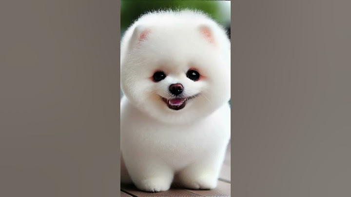 APT Song Dog Version - Adorable Mini Pomeranian Sings #funny #dog