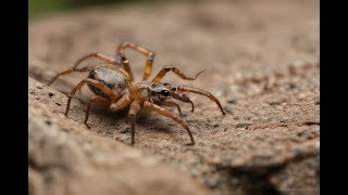 The Evolutionary Arms Race: How Spiders and Insects Shaped Each Other’s Survival