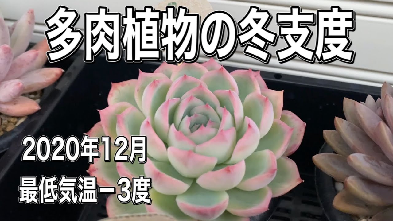 病気の 哀 満了 多肉植物 気温 Lifestep Jp
