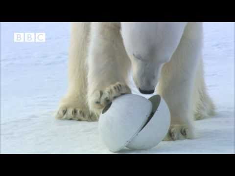 Very funny - Polar Bear wrecks Spy Cameras! - Polar Bear Spy on the Ice (David Tennant)