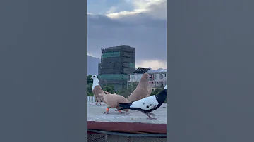 سلام وقت همه تان بخیر شوقی های گل 