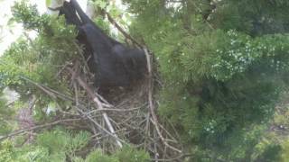 Crow building a nest