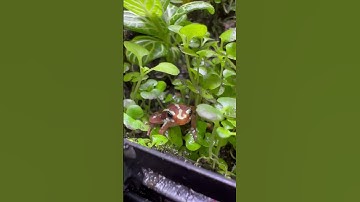 My poison dart frog ecosystem 🐸