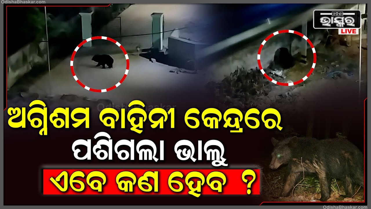ଭିତରେ ଅଛନ୍ତି ଅଗ୍ନିଶମ ବାହିନୀ କର୍ମଚାରୀ, ହେଲେ ଅଚାନକ କେନ୍ଦ୍ରରେ ପଶିଗଲା ଭାଲୁ I ଯାହାକୁ ଦେଖି....