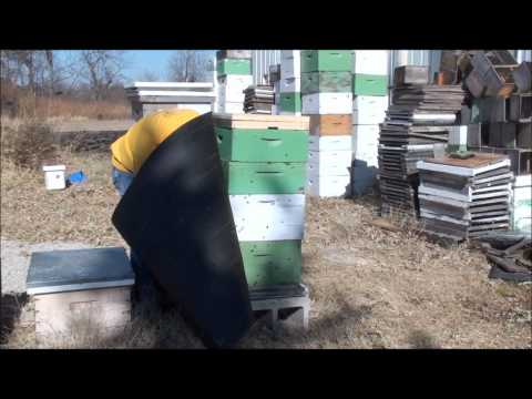 Beekeeping: How To Wrap Your Bee Hive For Winter