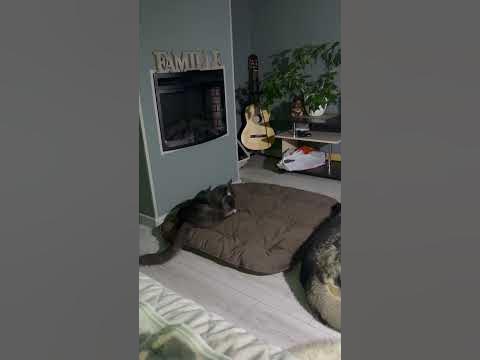#зверята#кошки#собаки - YouTube