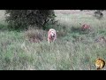 White Lion Attacks The Mother Of His Cubs