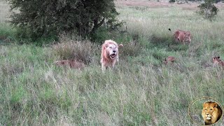 White Lion Attacks The Mother Of His Cubs by Africa Adventures 21,144 views 2 weeks ago 3 minutes, 8 seconds