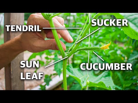 Video: Mad cucumber plant: properties, photo, where it grows, application