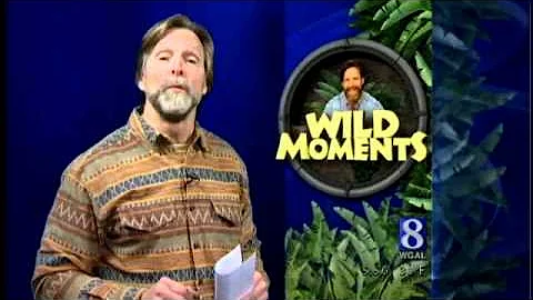 WILD MOMENTS: How To Attract Screech Owls