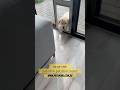 Large Patiolink pet door insert www.patiolink.com.au #dogdoor #dogsofinstagram #patiolinkpetdoor