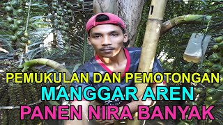 Pemukulan Dan Pemotongan Manggar Aren Panen Nira Banyak