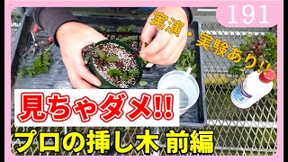 【保存版】挿し木のやり方 前編 園芸 ガーデニング 初心者ｂｙ園芸チャンネル 191