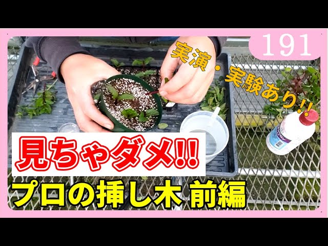 桜 挿し木 街路樹からの 桜 21 神奈川 Youtube