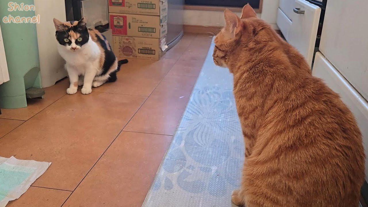 姉猫を怒らせてしまい謝りに行く弟猫 - YouTube