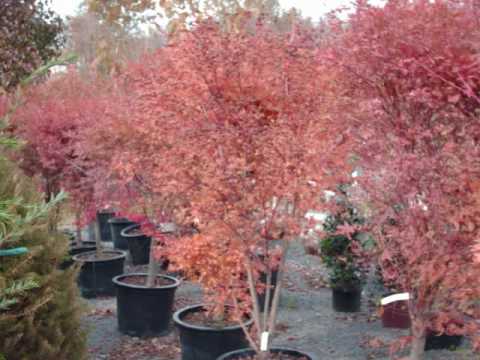 Beautiful Small Trees...Japanese Red Maples