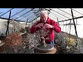 Thickening the Trunk of your Bonsai