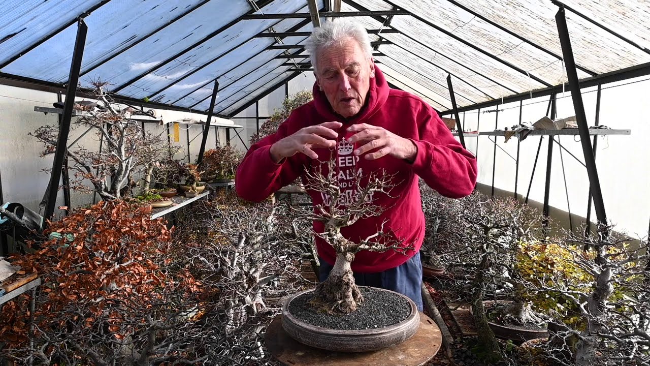 How Do I Thicken My Bonsai Trunk?