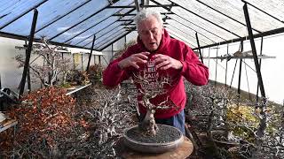 Thickening the Trunk of your Bonsai