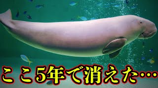 【ゆっくり解説】ここ5年間で絶滅してしまった生物4選