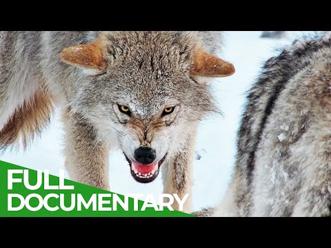 Europe's Great Wilderness | Episode 1: Life Below Zero | Free Documentary Nature