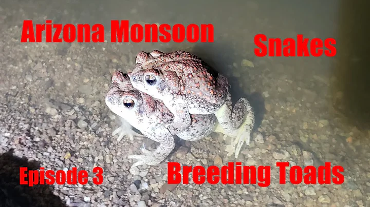 Arizona Monsoon Snakes Breeding Toads