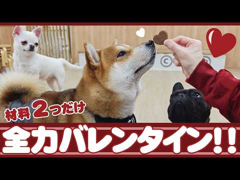 月と太陽 ch.【犬猫カフェ】 - YouTube