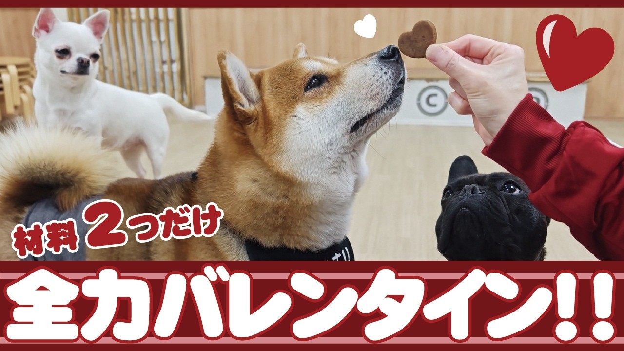 【材料2つ】犬用バレンタインクッキーを作ったら反応が可愛すぎた♥