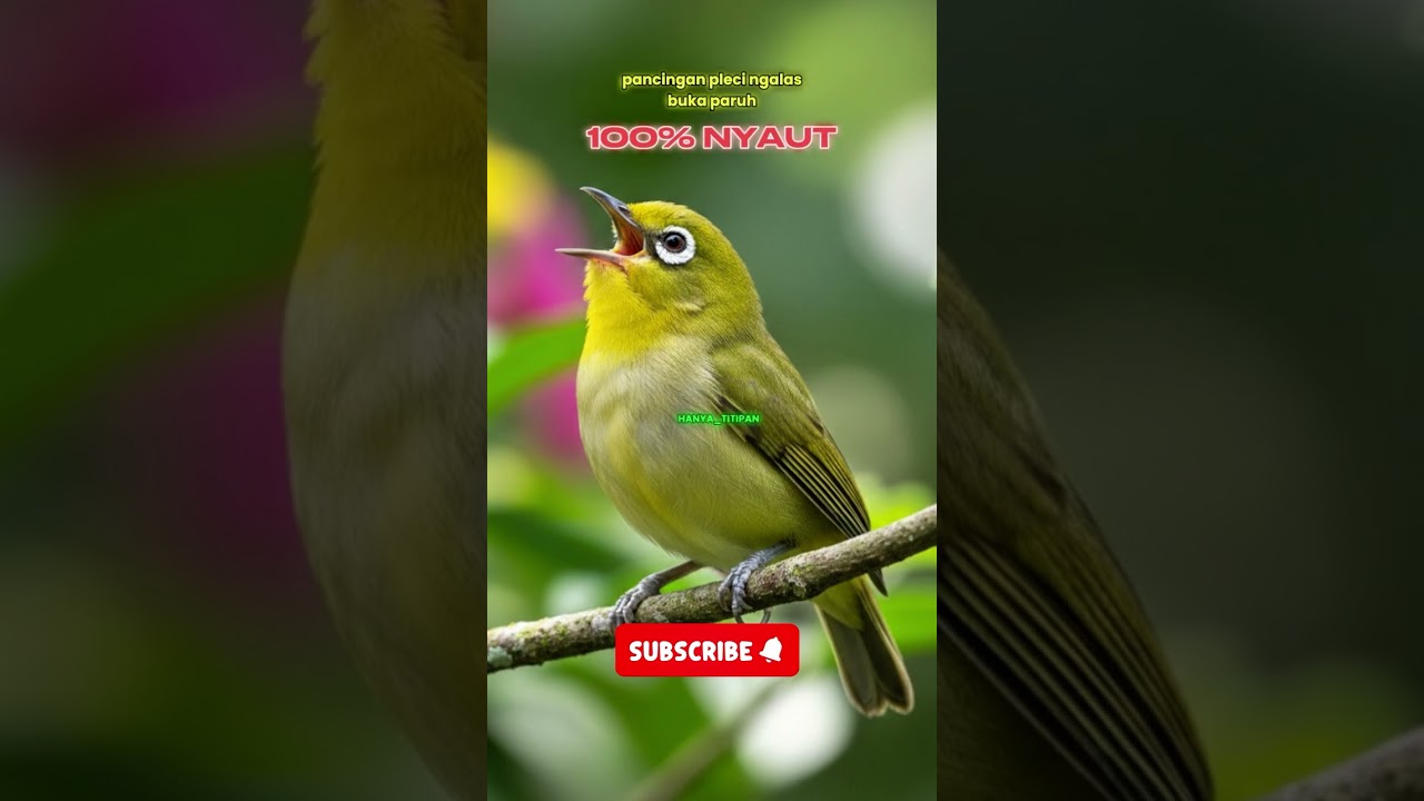 Pancingan pleci jantan