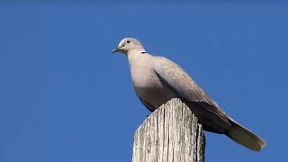 Ptice Hrvatske - Gugutka (Streptopelia decaocto) (Birds of Croatia - Collared Dove) (2/7)